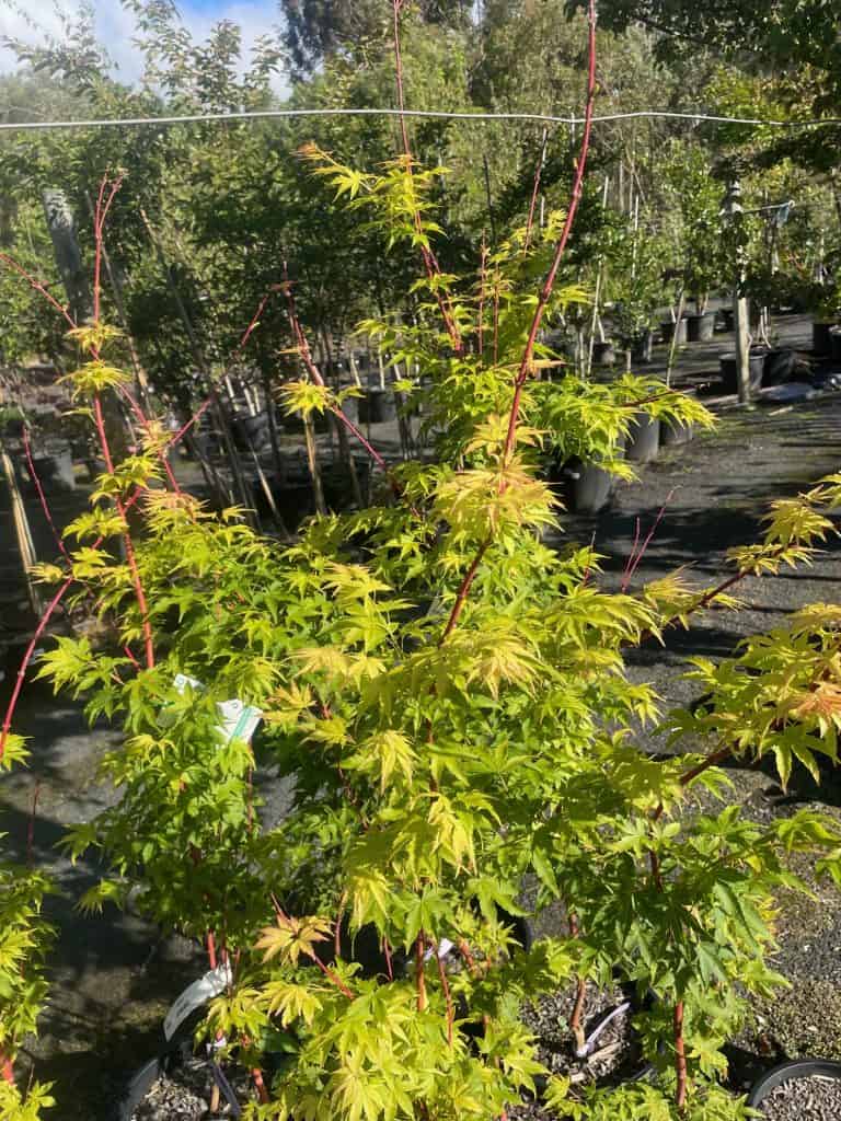 Lakeside Plants & Nursery