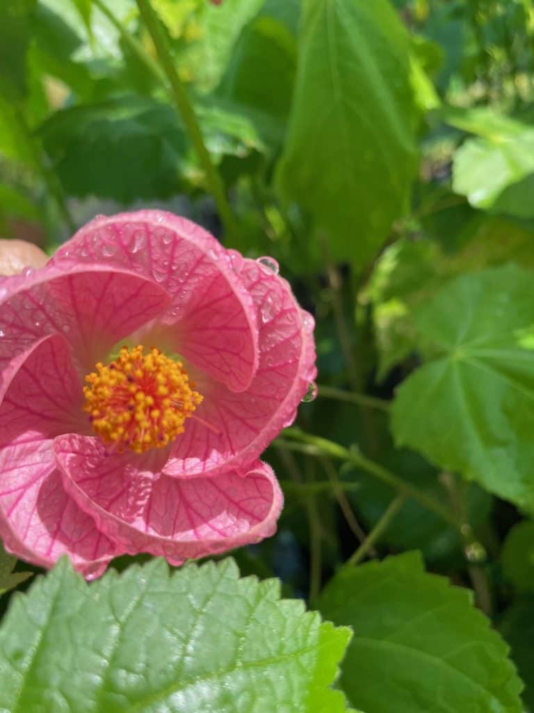 Lakeside Plants & Nursery