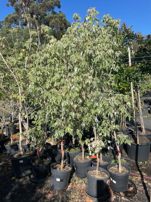 Acer negundo Flamingo