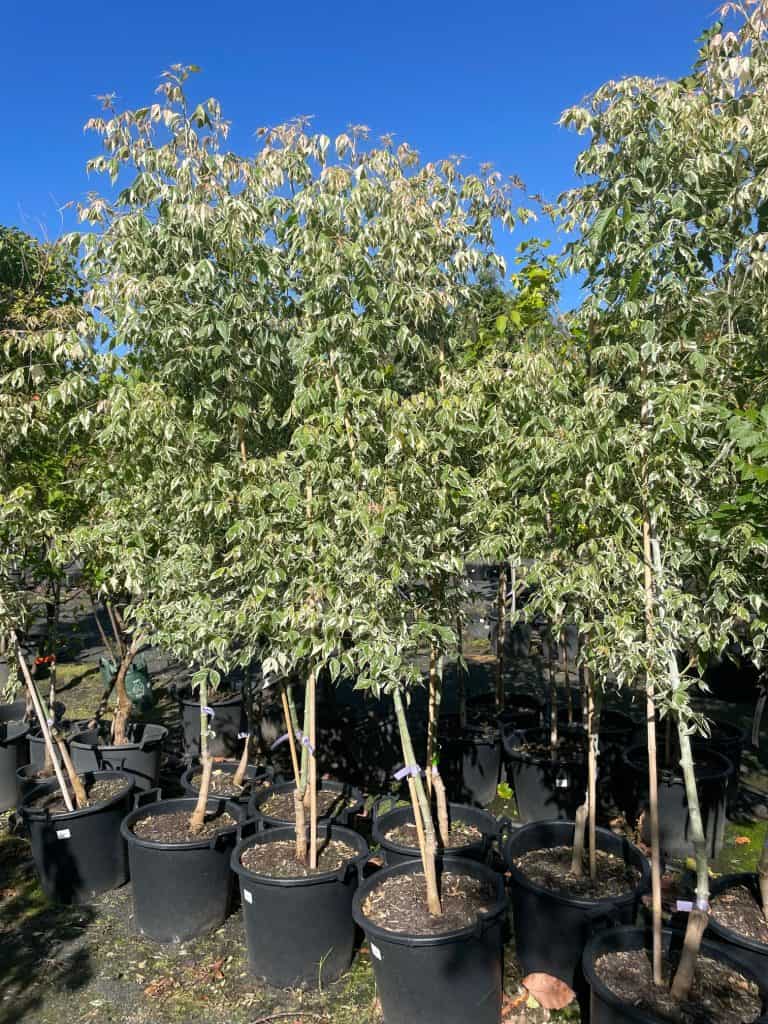 Lakeside Plants & Nursery