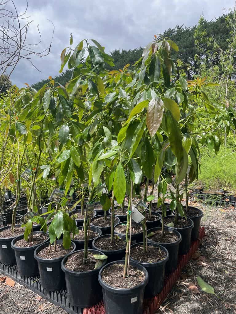 Lakeside Plants & Nursery