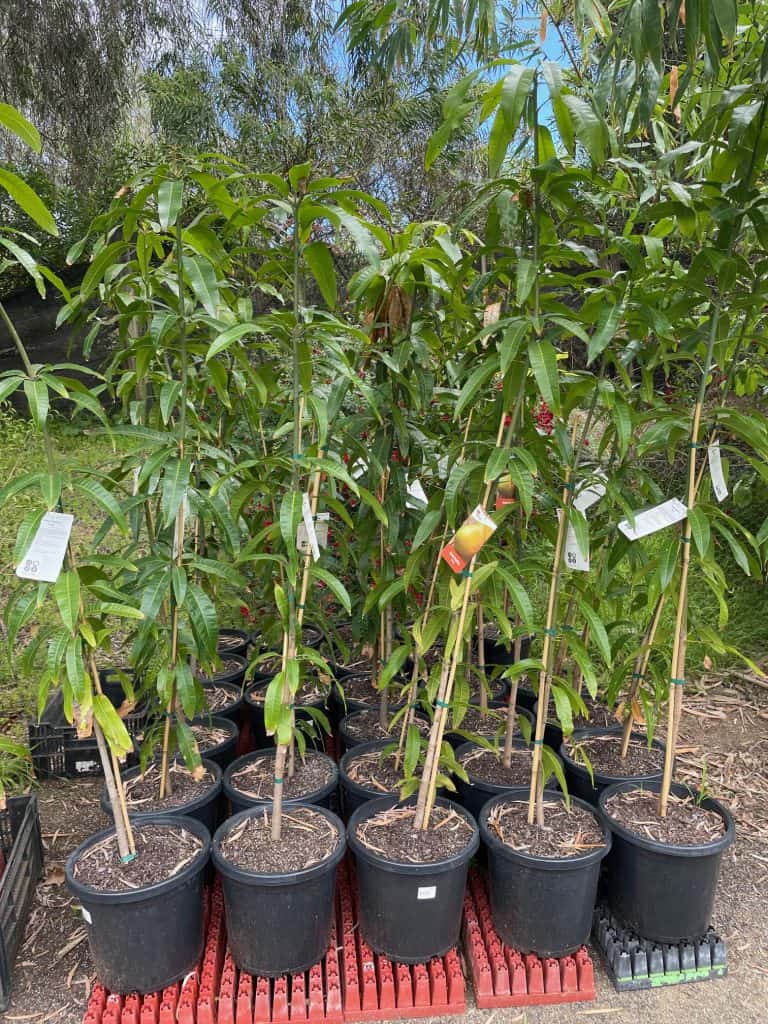 Lakeside Plants & Nursery
