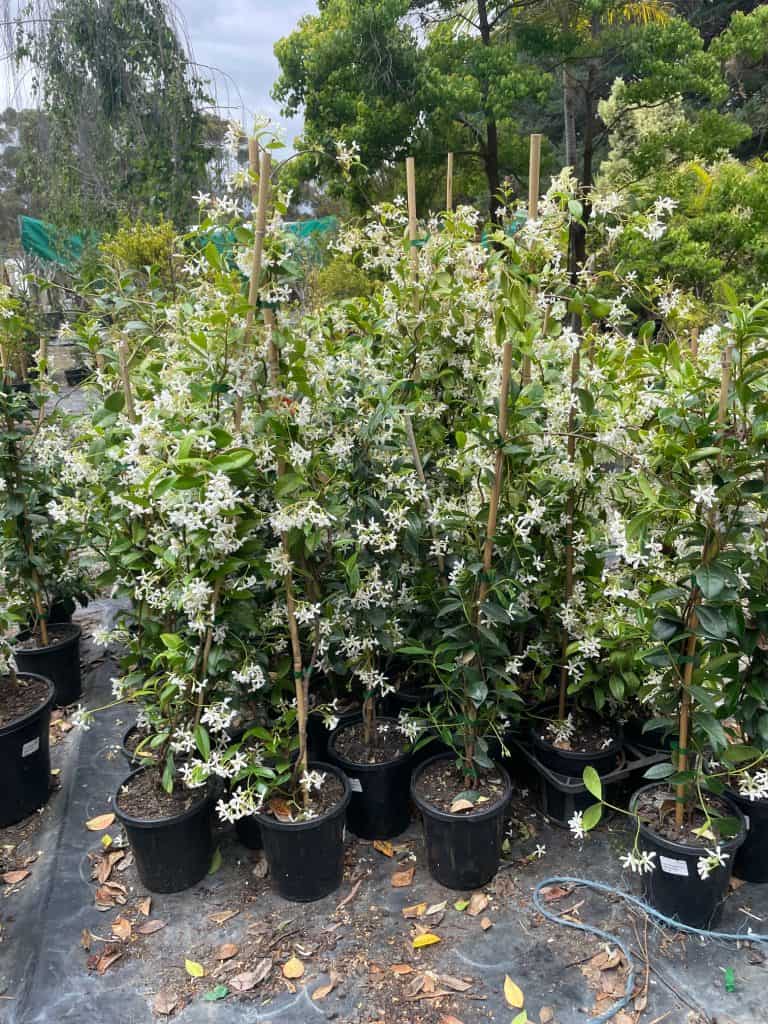 Lakeside Plants & Nursery