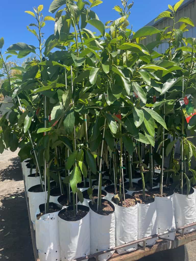 Lakeside Plants & Nursery
