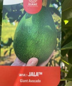 Jala Avocado