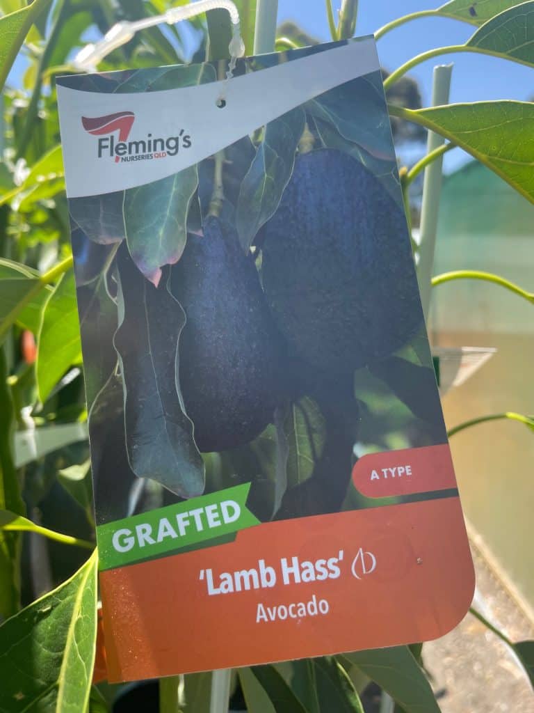 Lakeside Plants & Nursery