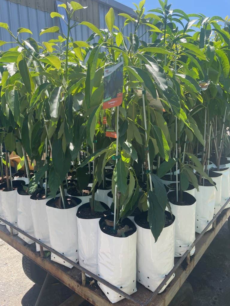 Lakeside Plants & Nursery
