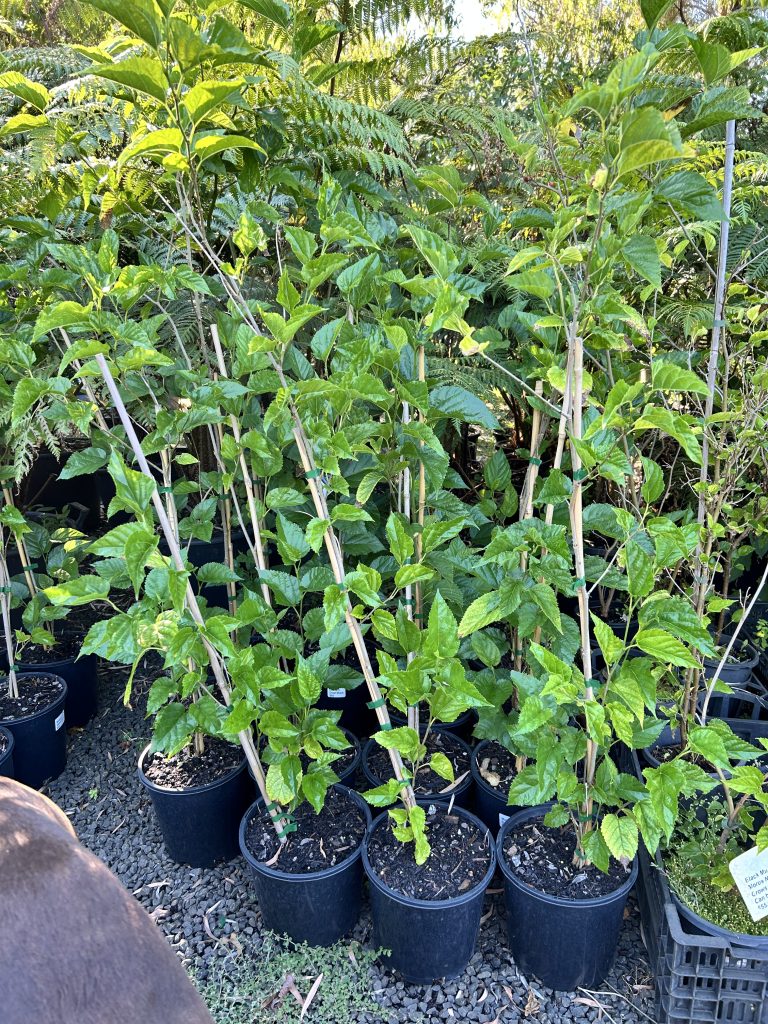 Lakeside Plants & Nursery