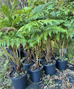 cyathia-cooperii 300mm