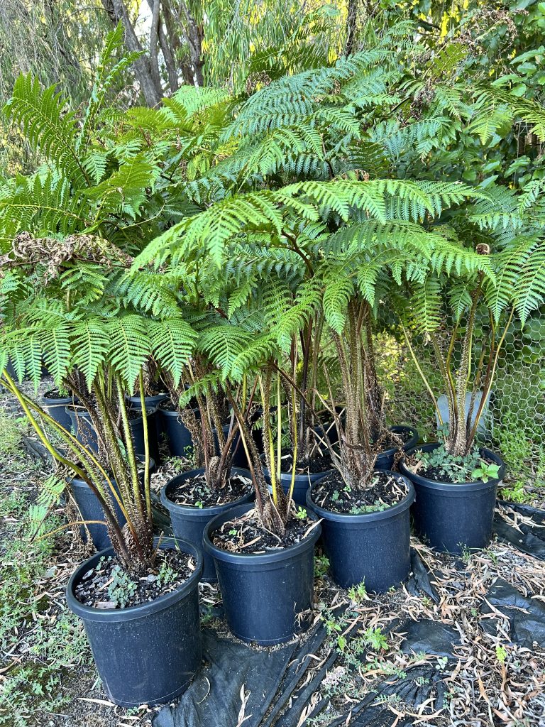 Lakeside Plants & Nursery