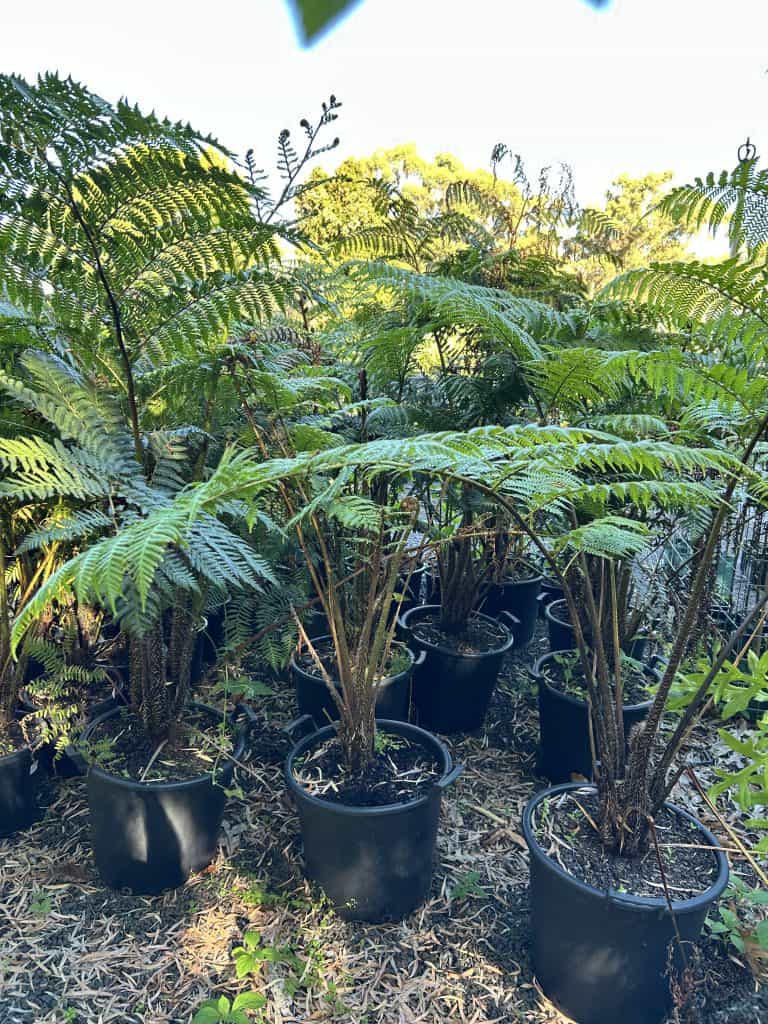 Lakeside Plants & Nursery