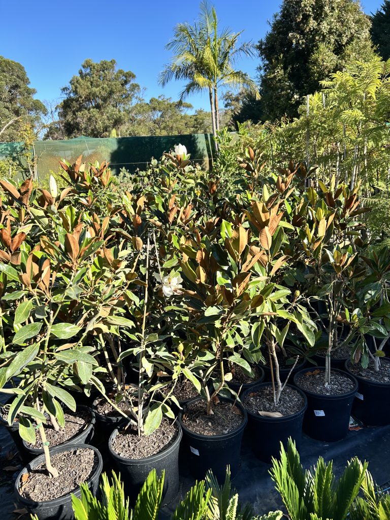 Lakeside Plants & Nursery