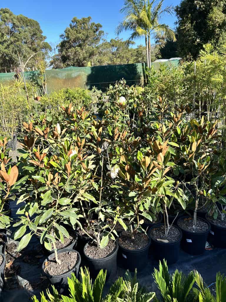 Lakeside Plants & Nursery