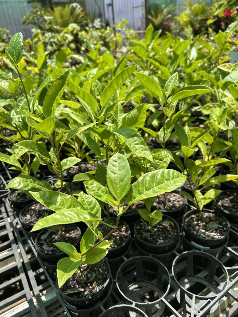 Lakeside Plants & Nursery