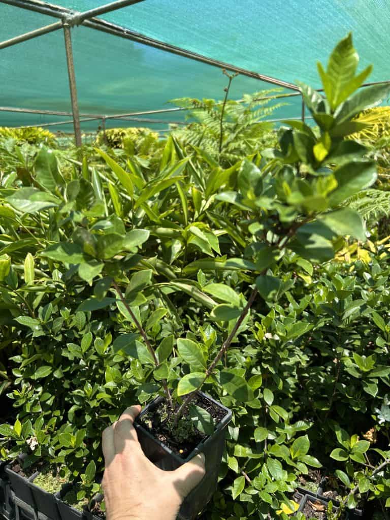 Lakeside Plants & Nursery