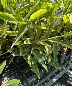 Alpinia Zerumbet Variegated Shell Ginger