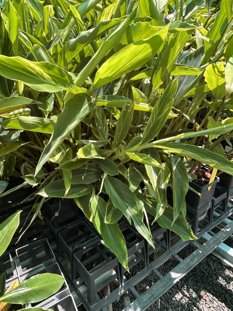 Lakeside Plants & Nursery