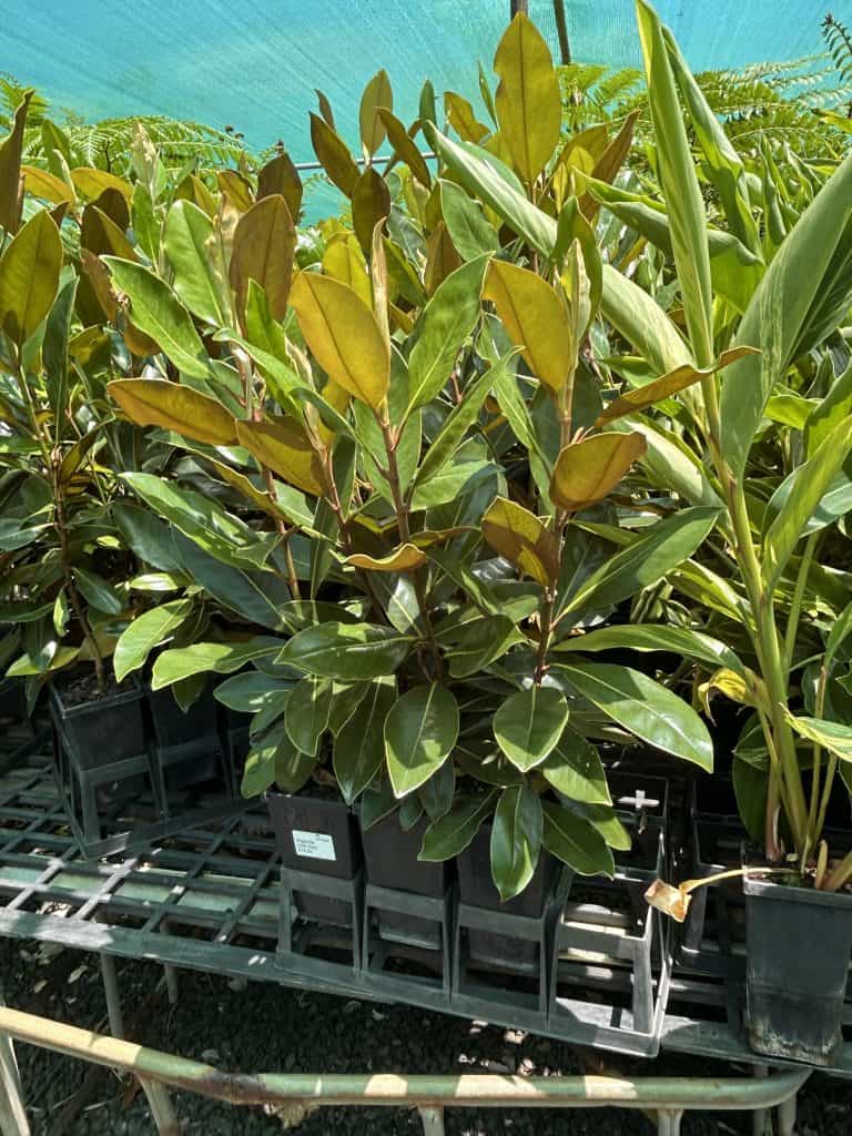 Lakeside Plants & Nursery