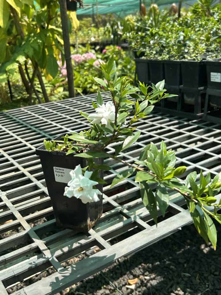 Lakeside Plants & Nursery