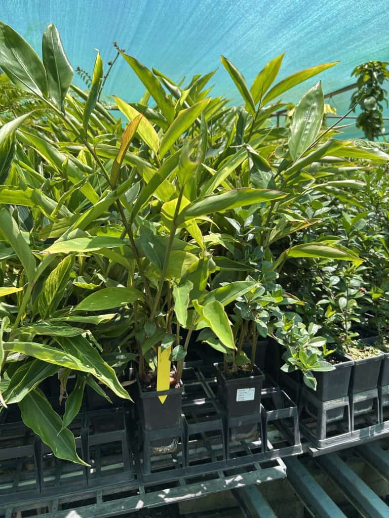 Lakeside Plants & Nursery