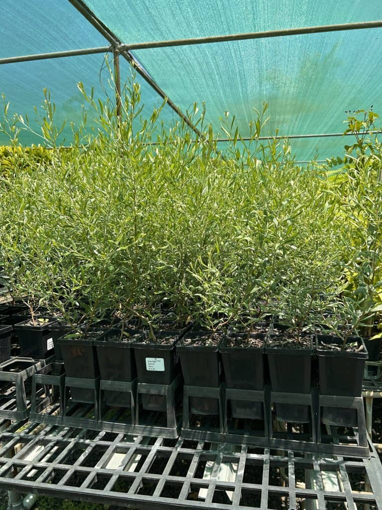 Lakeside Plants & Nursery