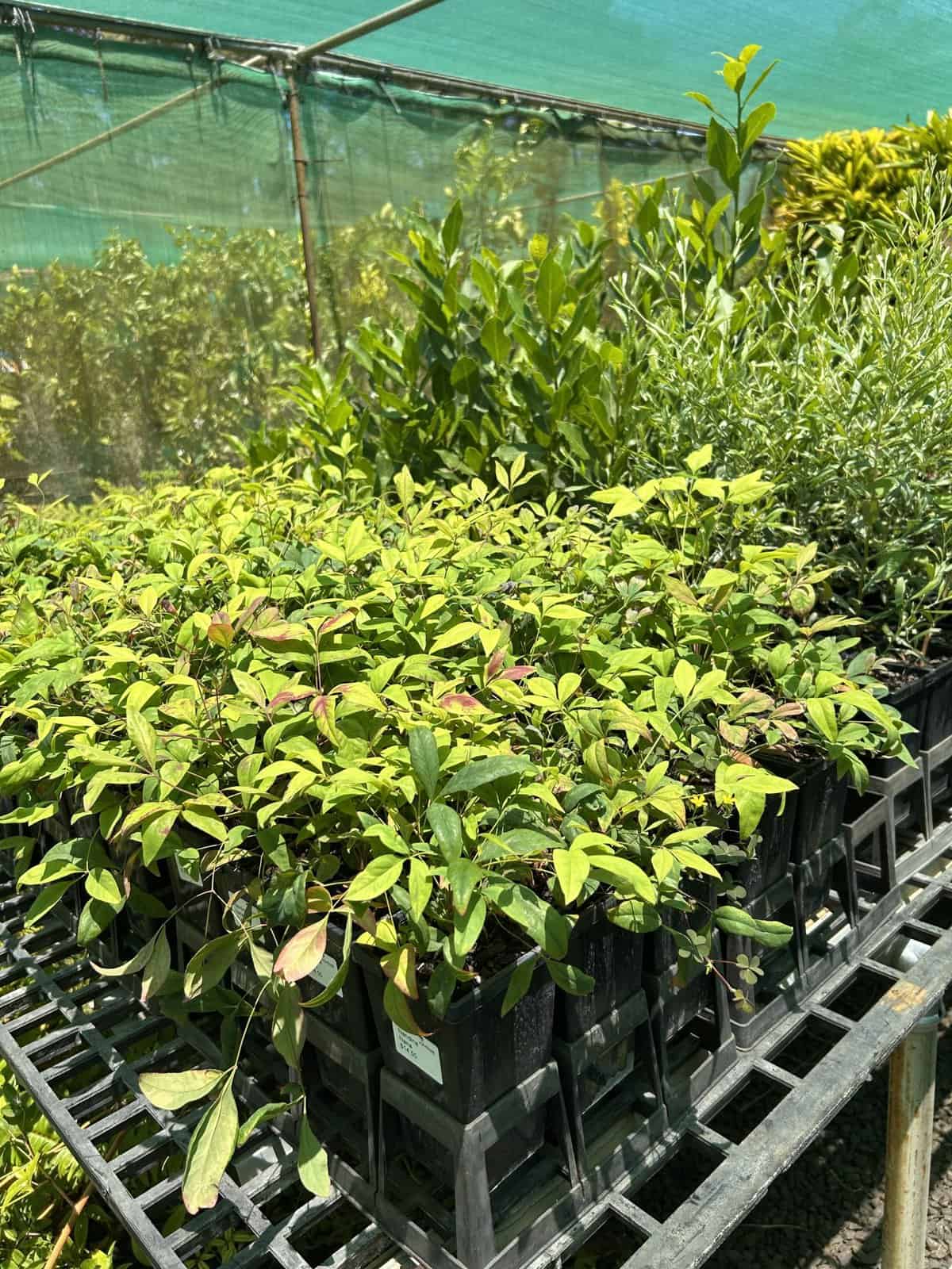 Rows of potted plants ready for collection at Lakeside Nursery