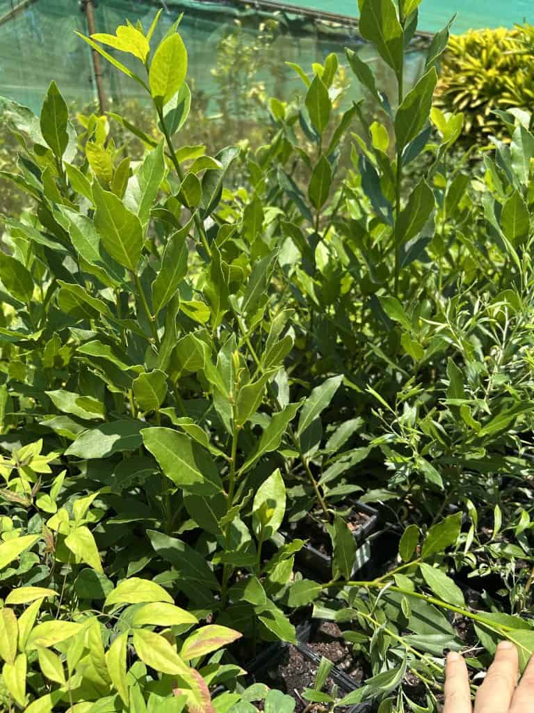 Lakeside Plants & Nursery