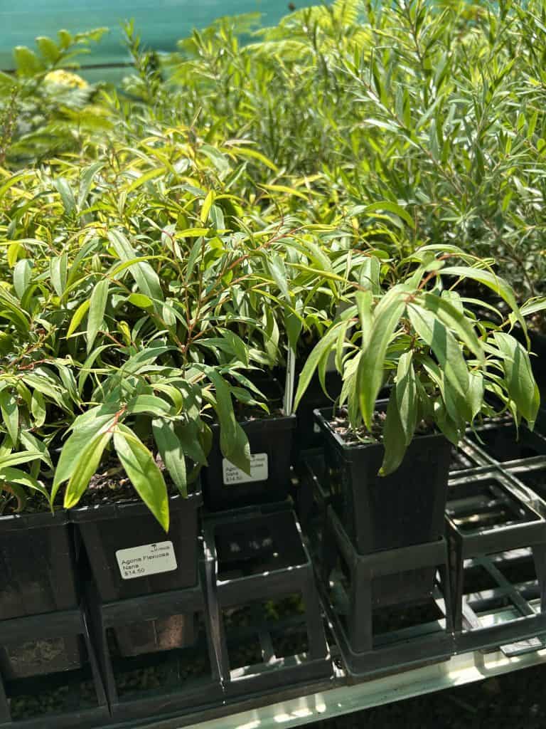 Lakeside Plants & Nursery