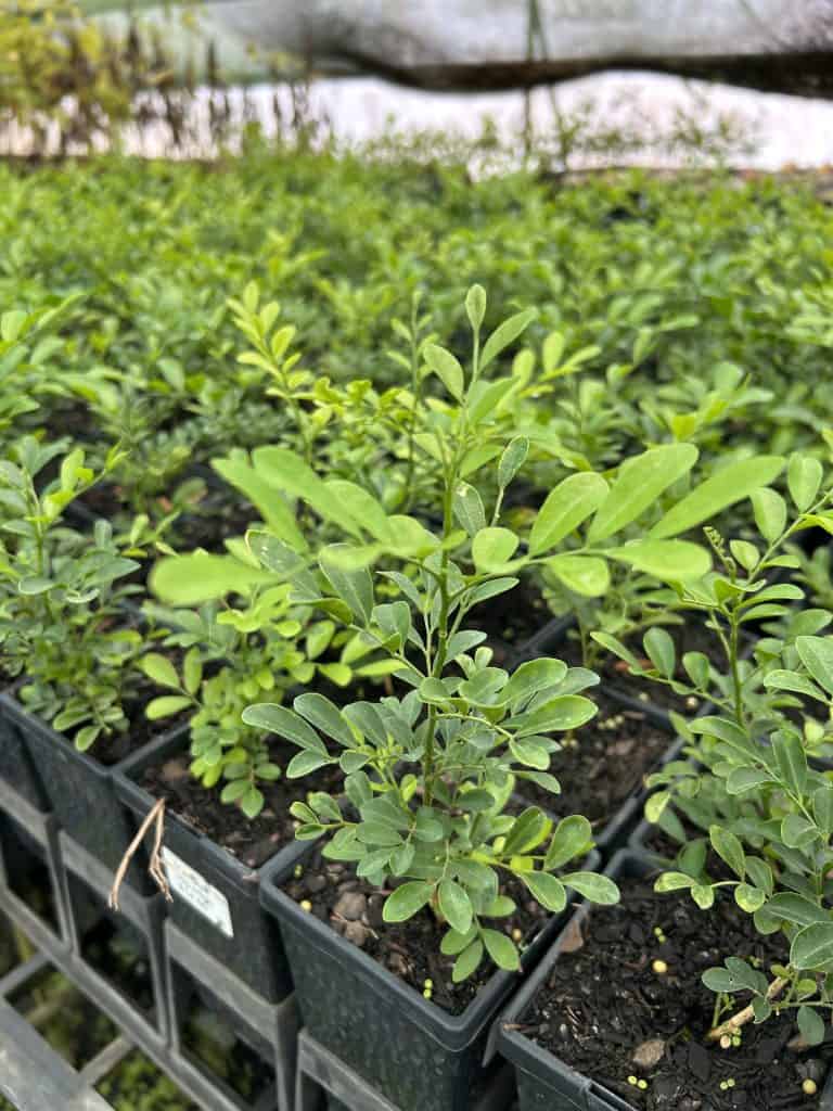 Lakeside Plants & Nursery