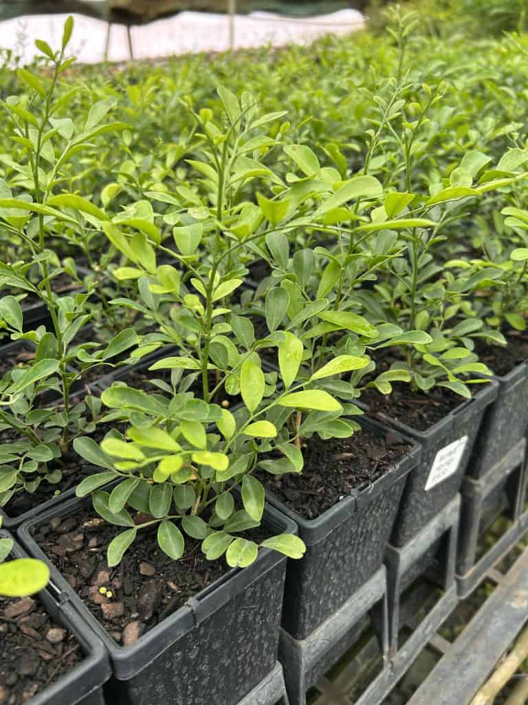 Lakeside Plants & Nursery
