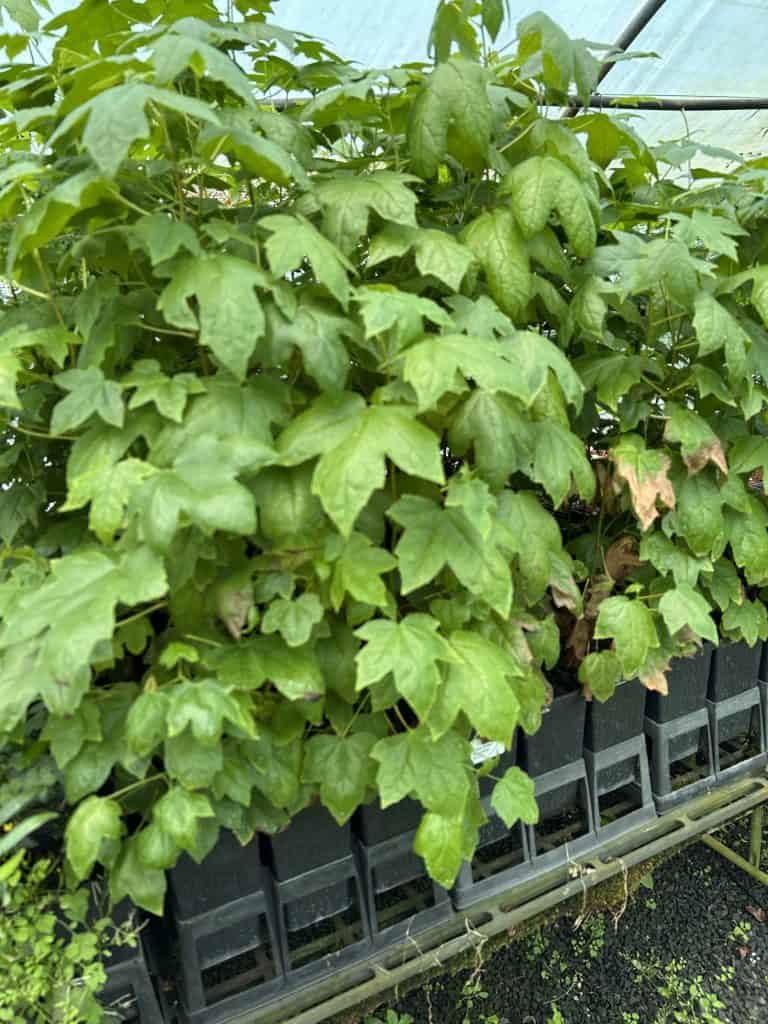 Lakeside Plants & Nursery