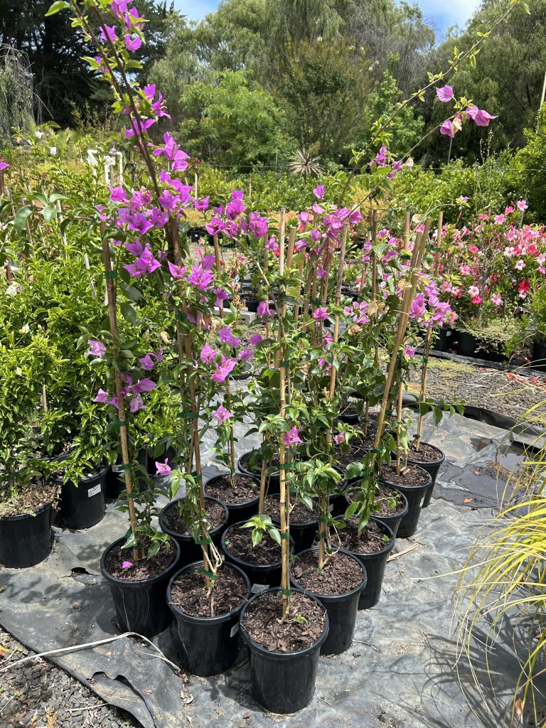 Lakeside Plants & Nursery