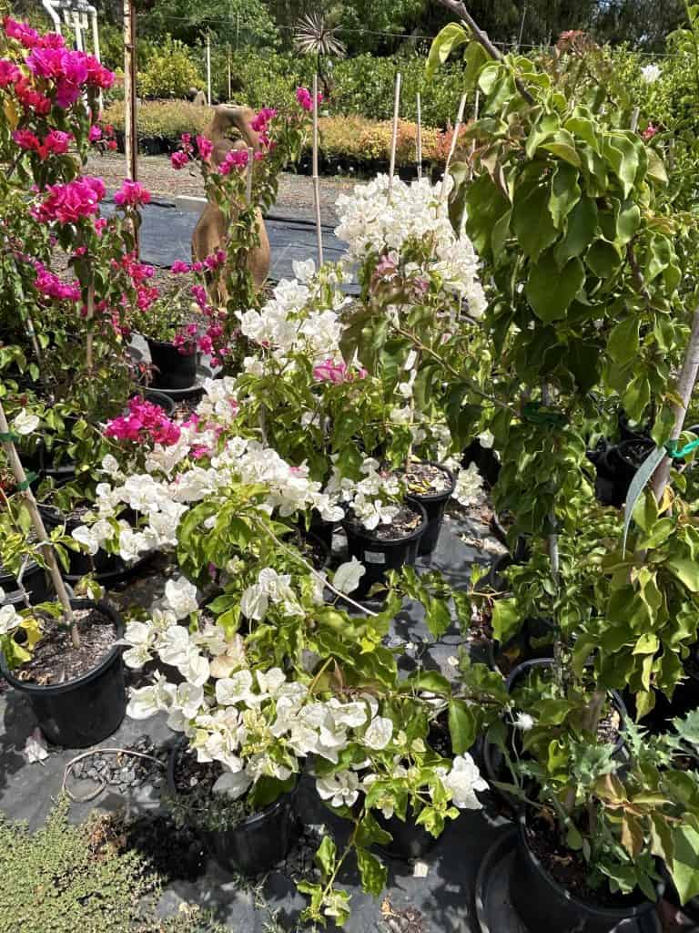 Lakeside Plants & Nursery