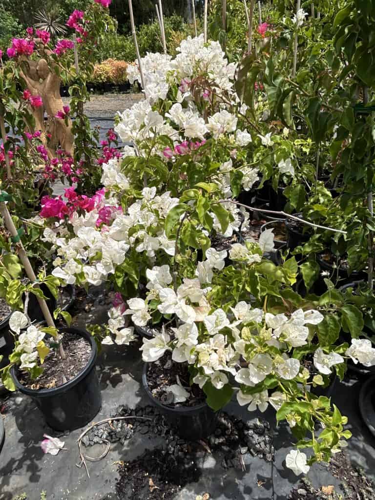 Lakeside Plants & Nursery
