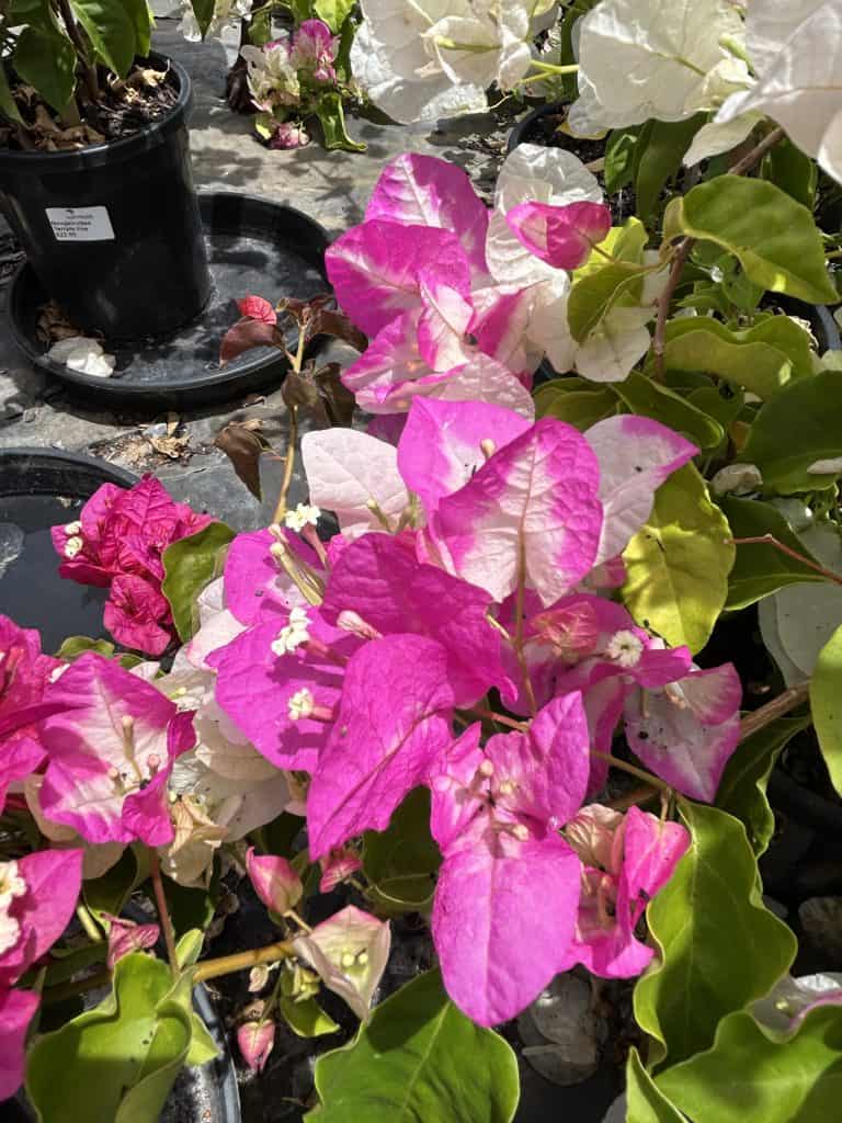 Lakeside Plants & Nursery