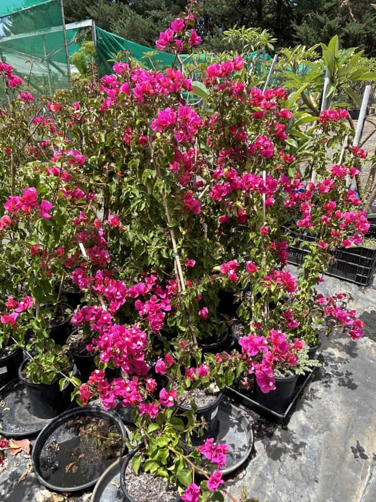 Lakeside Plants & Nursery