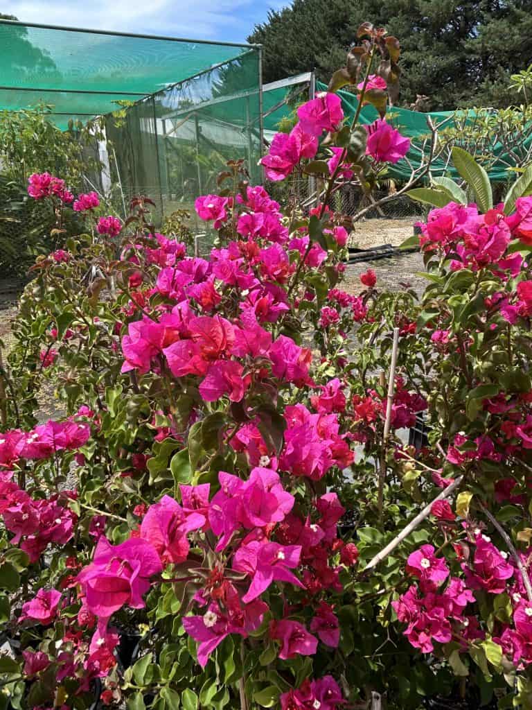 Lakeside Plants & Nursery