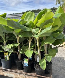 Blue Java Banana Plant