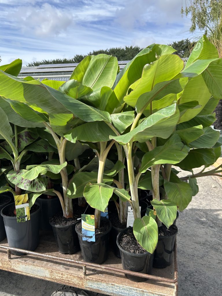 Lakeside Plants & Nursery