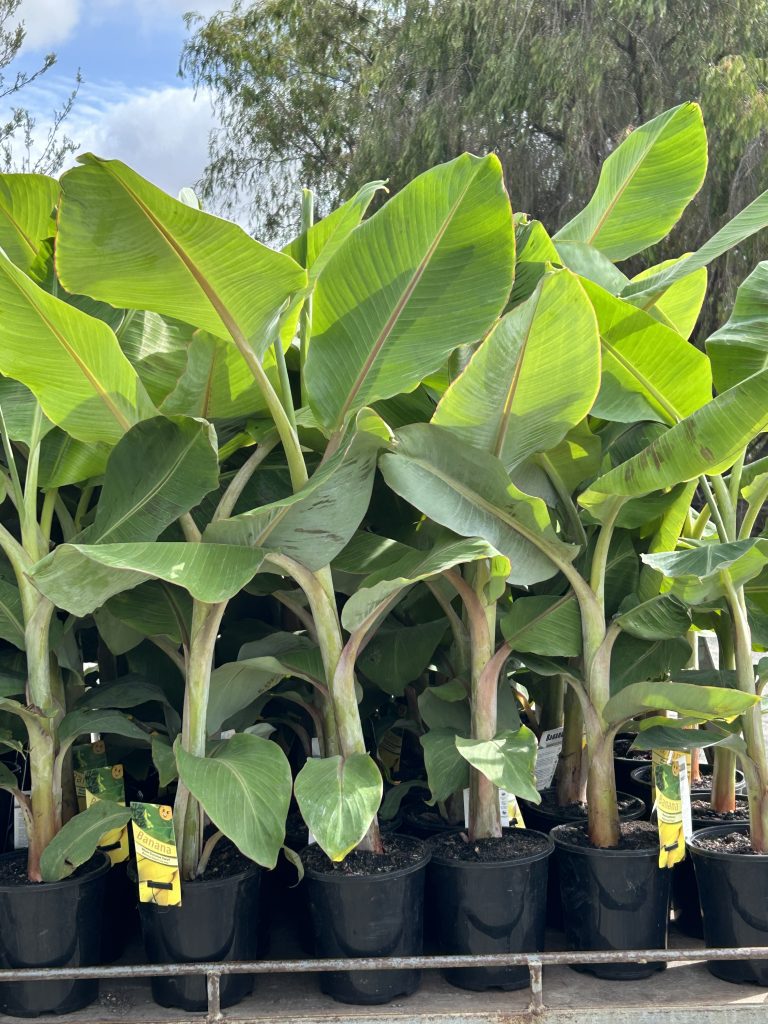 Lakeside Plants & Nursery