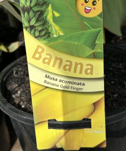 Banana Gold Finger