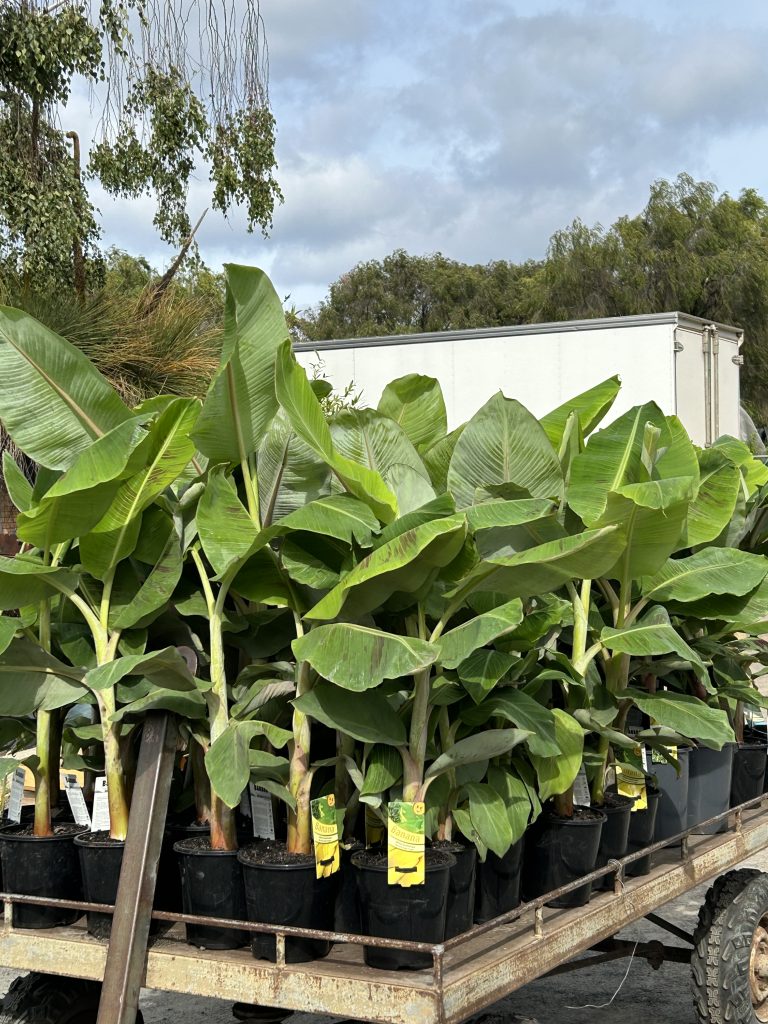 Lakeside Plants & Nursery