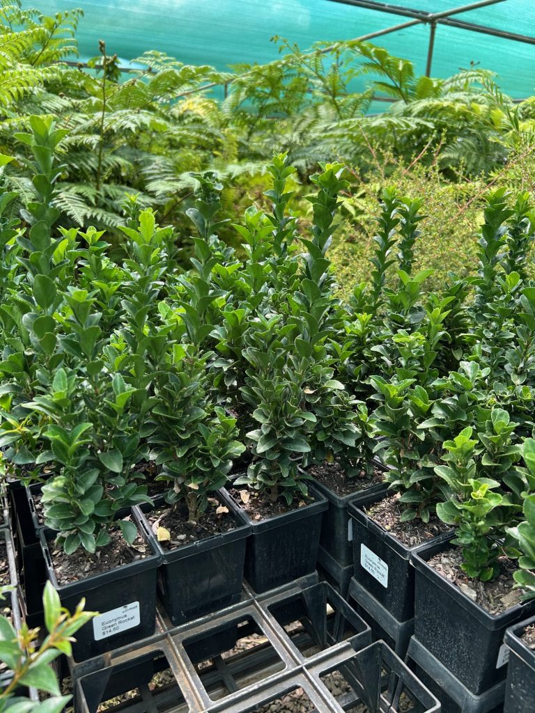 Lakeside Plants & Nursery