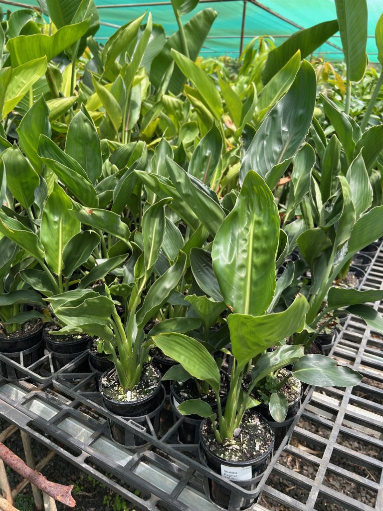 Lakeside Plants & Nursery