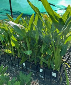 Ravenala Madagscarariensis