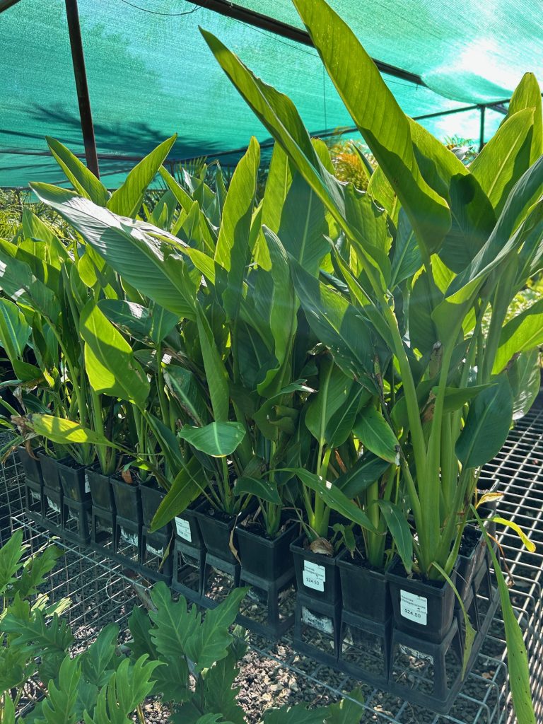 Lakeside Plants & Nursery