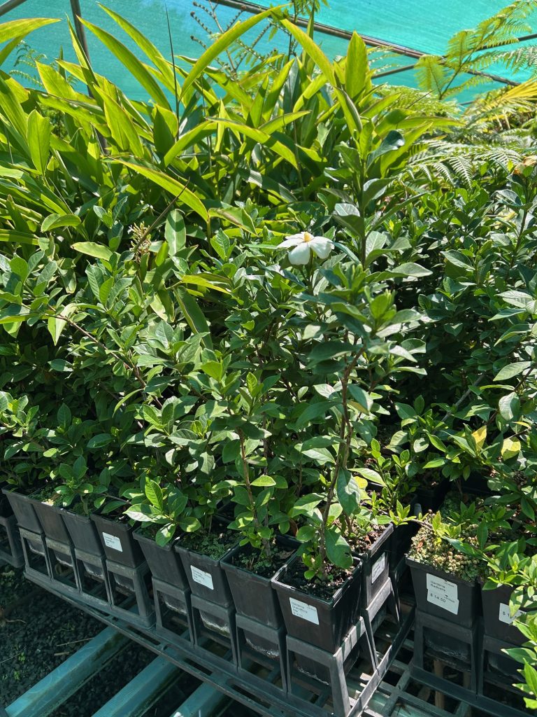 Lakeside Plants & Nursery