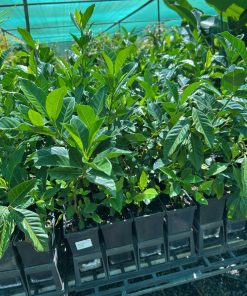 Alternative view of Gardenia Augusta Florida