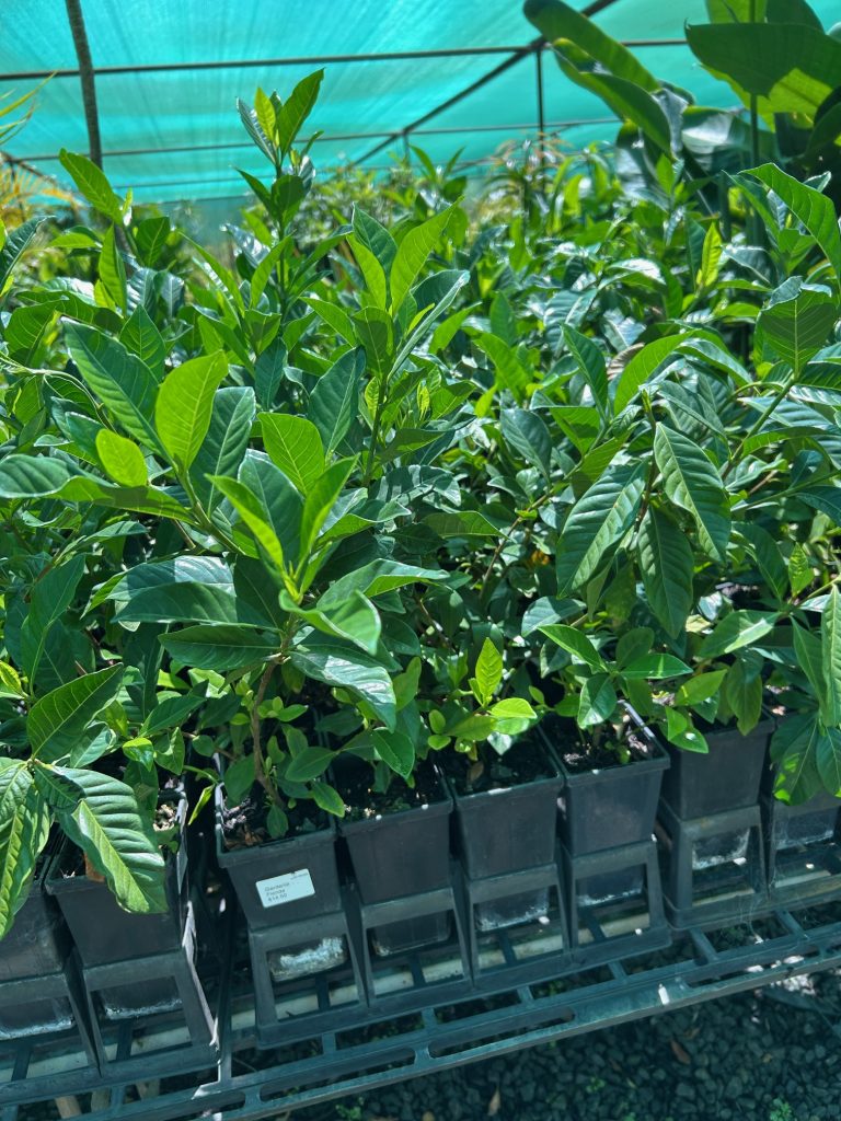 Lakeside Plants & Nursery