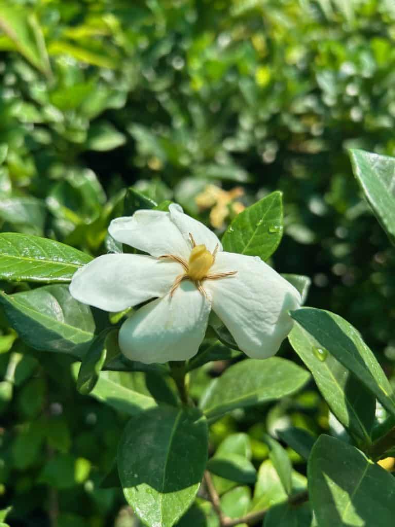 Lakeside Plants & Nursery